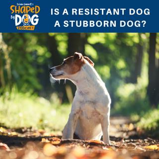 Is a Resistant Dog a Stubborn Dog? #39