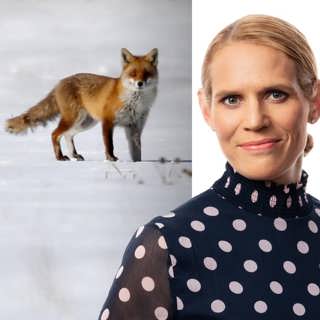 Inte ens en ny dörrtrend biter på rävens makt: Erika Gabrielsson, Helsingfors