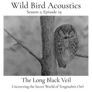 The Long Black Veil; Uncovering the Secret World of Tengmalm's Owl
