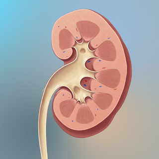 Race-Neutral Estimates of Kidney Function: Enhancing Equity