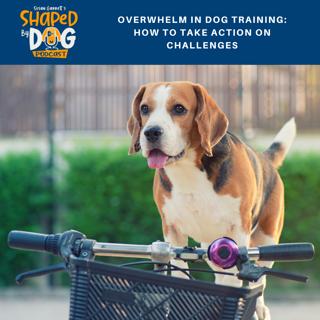 Overwhelm in Dog Training: How to Take Action on Challenges #97