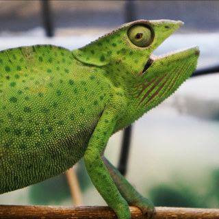 Ep 63: Bacterial Infections in Chameleons with Dr. Rob Coke DVM