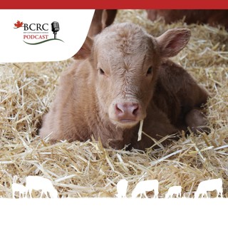 Episode 61: Colostrum Management for Beef Calves