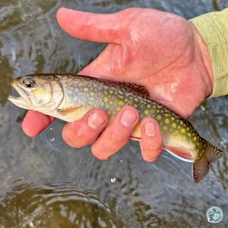 S8, Ep 26: Hatches and Happenings: George Costa's Guide to Spring Fishing in Central PA
