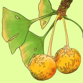 Ginkgo Biloba