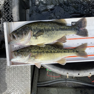 363 - Tennessee vs Alabama (Bass) with Tom Miles and Cole Harty