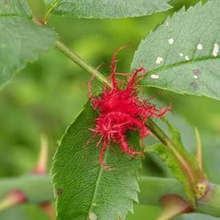 Hemliga budskap och kattugglor i natten