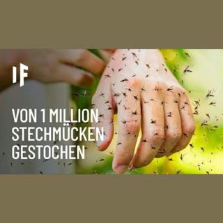 Was wäre, wenn du von einer Million Mücken gestochen würdest?