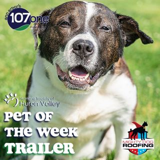 a2VV: HSHV Pet of the Week 7/3/25