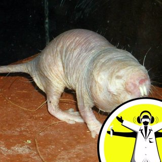 Ugly Animals Need Love Too