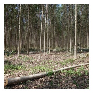 225, Colonial realities to carbon offset schemes in Africa today