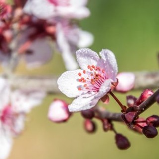 I Return Again, Like the Blossoms in Spring