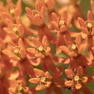 How Can Your State's Native Plant Society Help You?