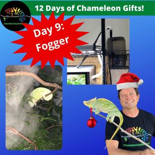Chameleon Gift Giving - Day 9 Fogger