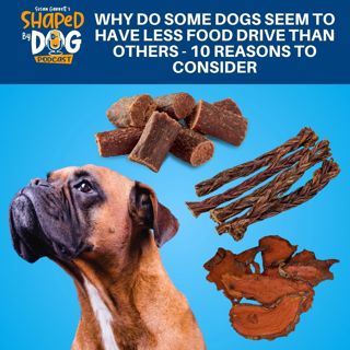 Why Do Some Dogs Seem To Have Less Food Drive Than Others - 10 Reasons To Consider #269