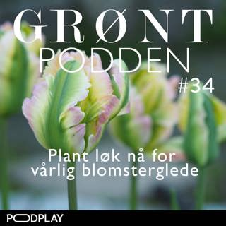 #35 Plant løk nå for vårlig blomsterglede