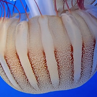 Facts: The South American Sea Nettle