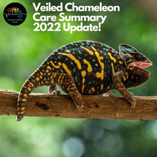 Veiled Chameleon Care Summary 2022 Update