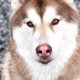 Veterinärkostnaderna ökar – ”Jag blev chockad”