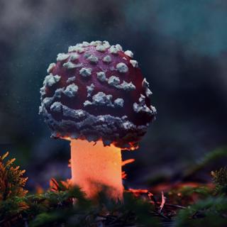 Mushroom Muse
