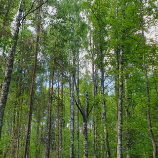 Cuckoo’s Forest
