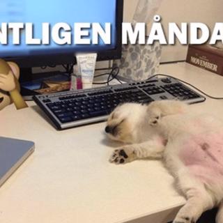 6 Maj, Rogers nya lägenhet, Lailaland och snåla människor