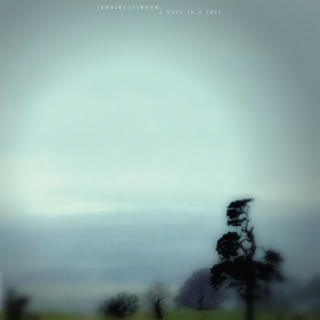 A Duck in a Tree 2025-11-15 | The Placement of the Wrong Chorus