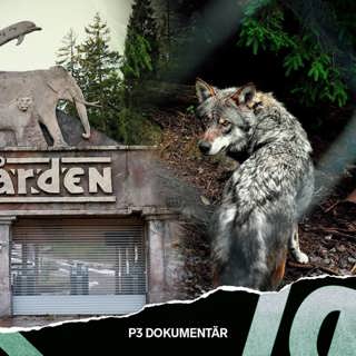 Vargolyckan på Kolmården