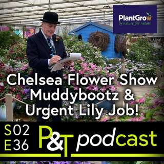 Chelsea Flower Show Update, Muddybootz Allotment & Urgent Job if you're Growing Lillies!