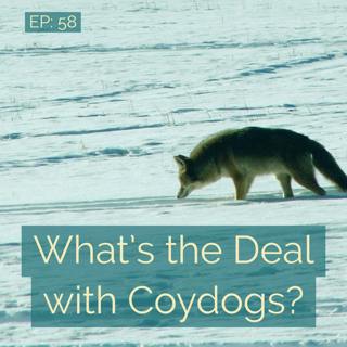 What's the Deal with Coydogs?