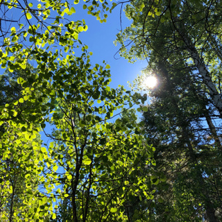 Episode 84: Wind in Quaking Aspen at Summer's End