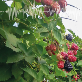TunnelBerries: Enhancing The Sustainability Of Berry Production