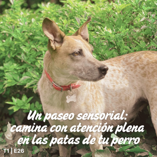 T1 E26 Un paseo sensorial: camina con atención plena en las patas de tu perro