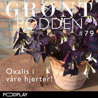 #79 Oxalis i våre hjerter
