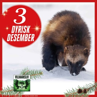 Dyrisk Desember 3: Jerv - en hvilesløs sliter