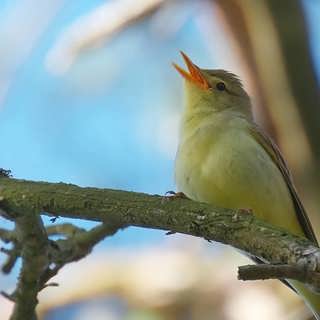 Kristi Himmelsfärdsmorgon: Naturens imitatörer