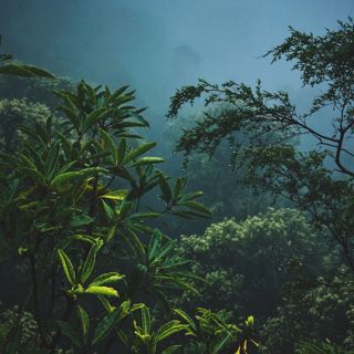 Thailand Night Jungle - 10 Hours Sleep Sound