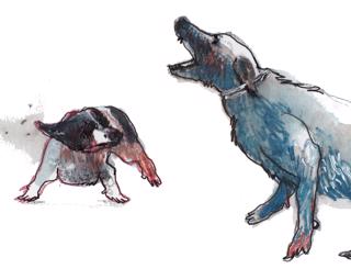 Hundslagsmål [Lyssnarfrågor]
