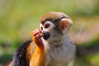 Squirrel Monkeys on the Edge
