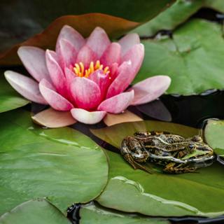 😴🍂🎵 The Natural Song of FROGS Combined with a Relaxing MUSIC for a Serene NIGHT of SLEEP