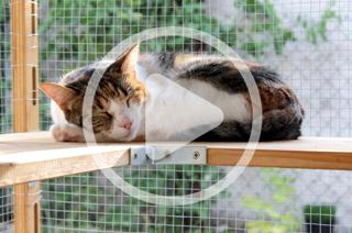 Creating Catios