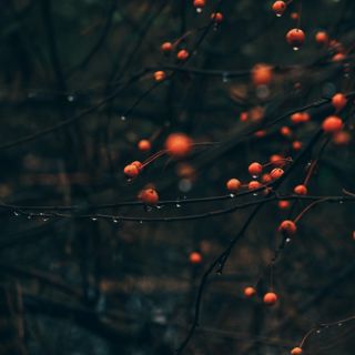Dripping Autumn Rain - 10 Hours Sleep Sound