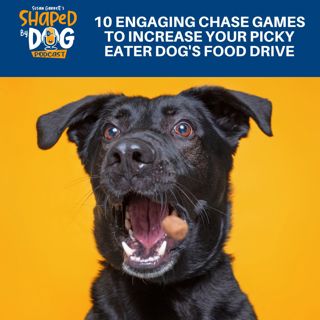 10 Engaging Chase Games To Increase Your Picky Eater Dog's Food Drive #272