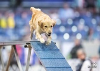 131: Free Your Agility Dog