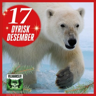 Dyrisk Desember 17: Isbjørn – kongen i isen