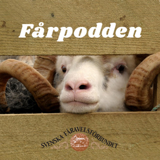 #43 Fårpodden om att sälja köttet själv