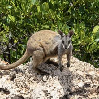 Australia claims it's 'on track' to meet its environment targets. Scientists disagree