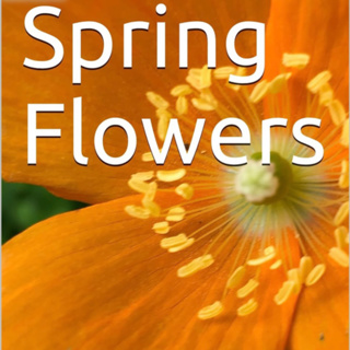 Spring Flowers Volume 89 Modest by Daniel Lucas