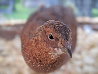 Caring for Quail