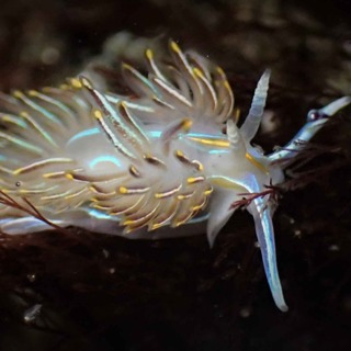 Facts: The Horned Nudibranch